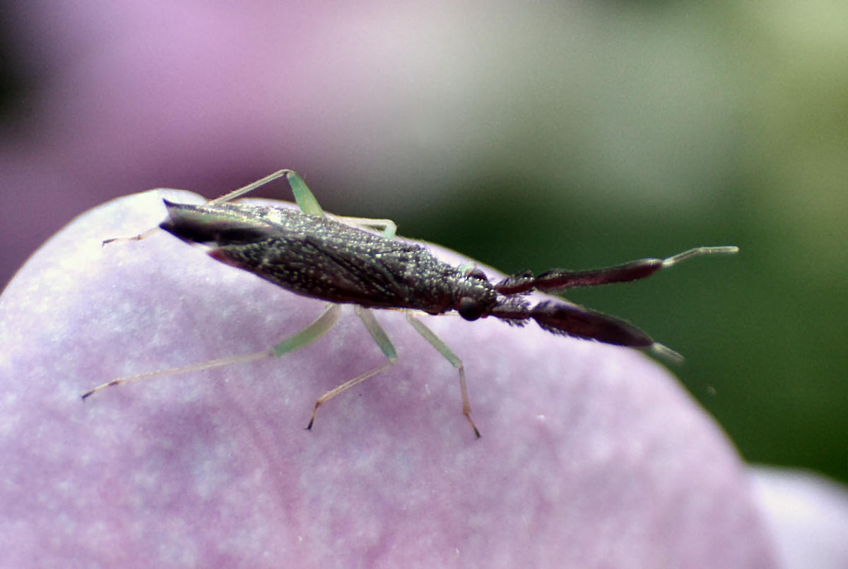 Miridae: Heterotoma sp. della Lombardia (MB)